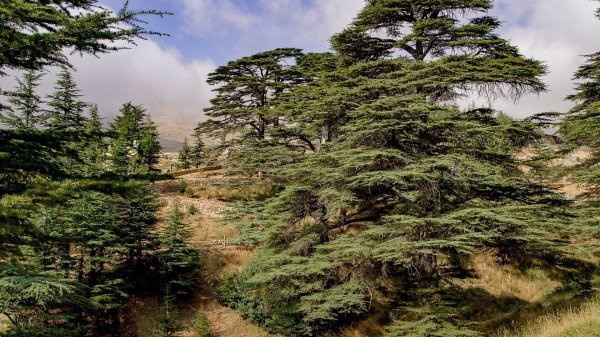 Catastrophe à Beyrouth en août 2020